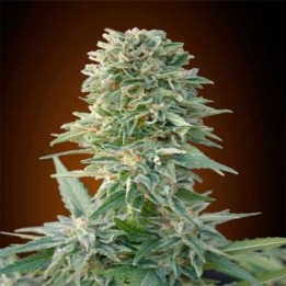 Jack Herer Autofloreciente Blister x 1 de Advanced Seeds