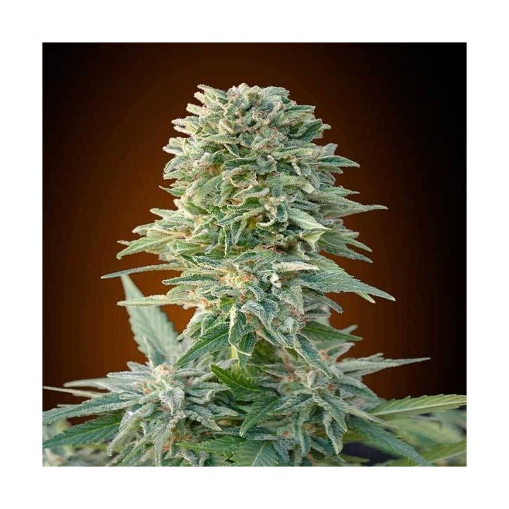 Jack Herer Autofloreciente Blister x 1 de Advanced Seeds