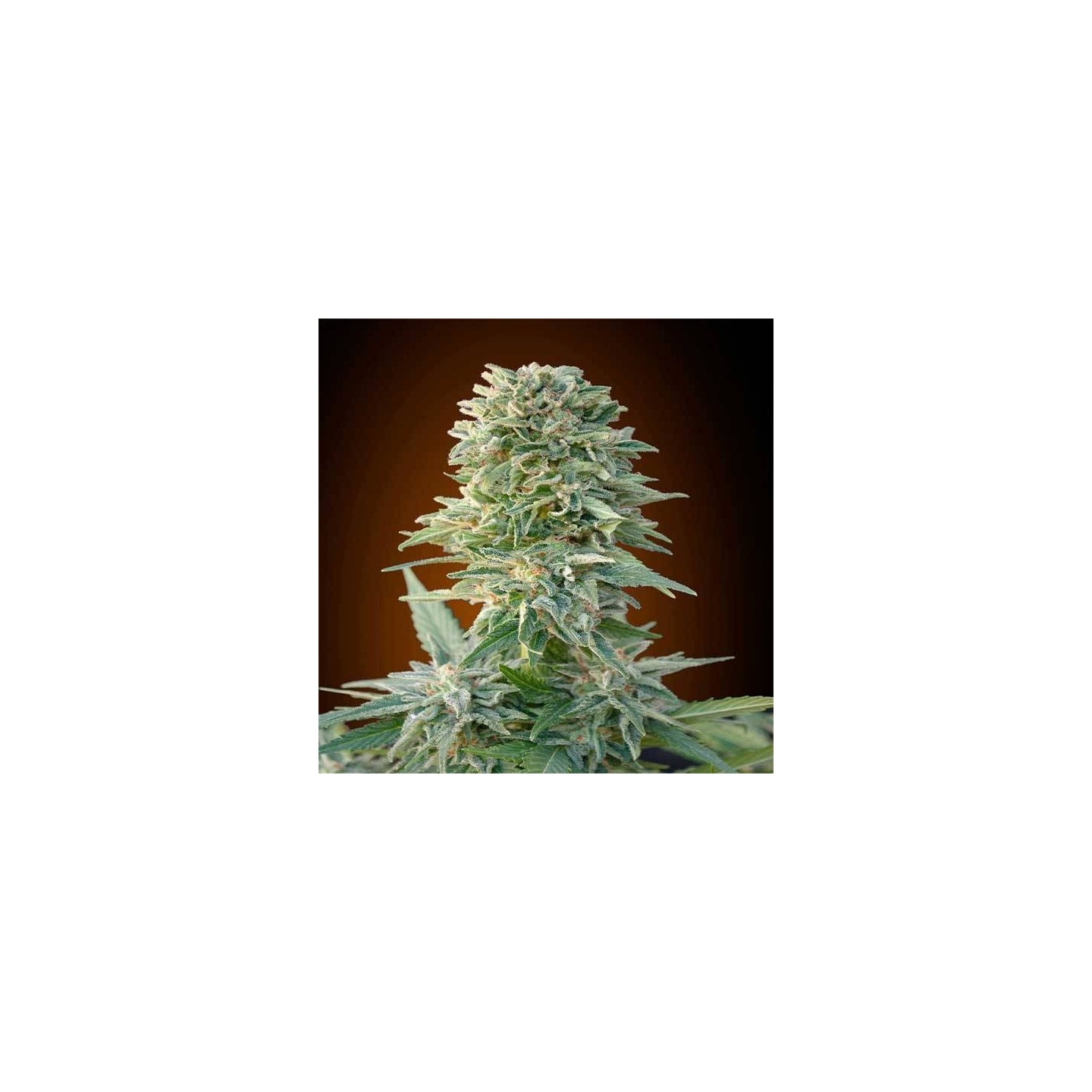 Jack Herer Autofloreciente Blister x 1 de Advanced Seeds
