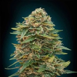 Skunk 47 Autofloreciente Blister x 1 de Advanced Seeds