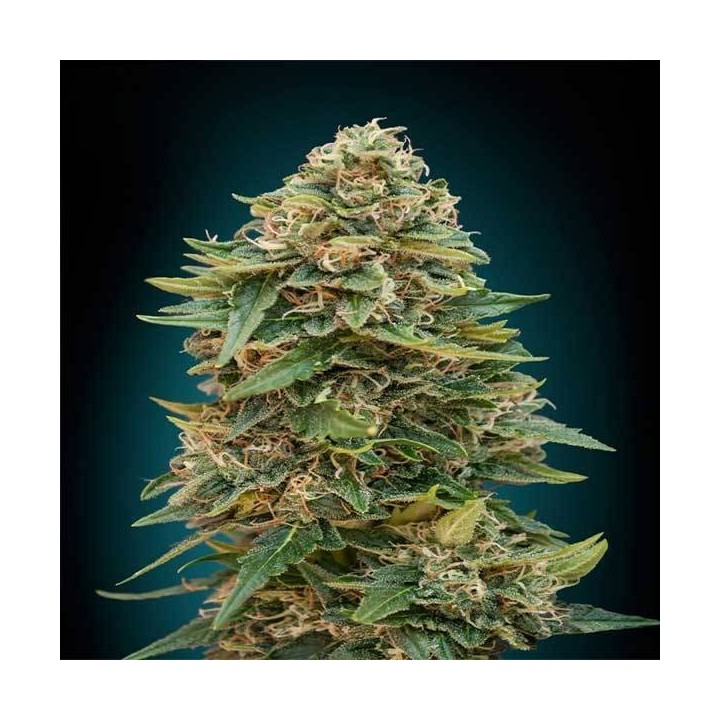 Skunk 47 Autofloreciente Blister x 1 de Advanced Seeds