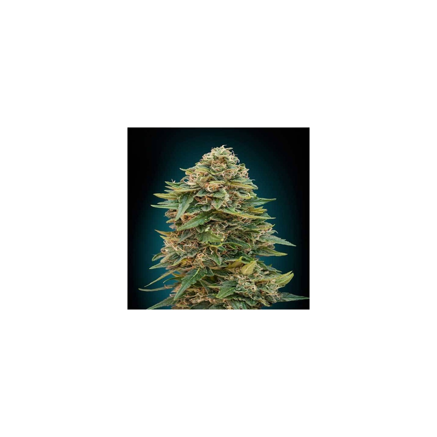 Skunk 47 Autofloreciente Blister x 1 de Advanced Seeds