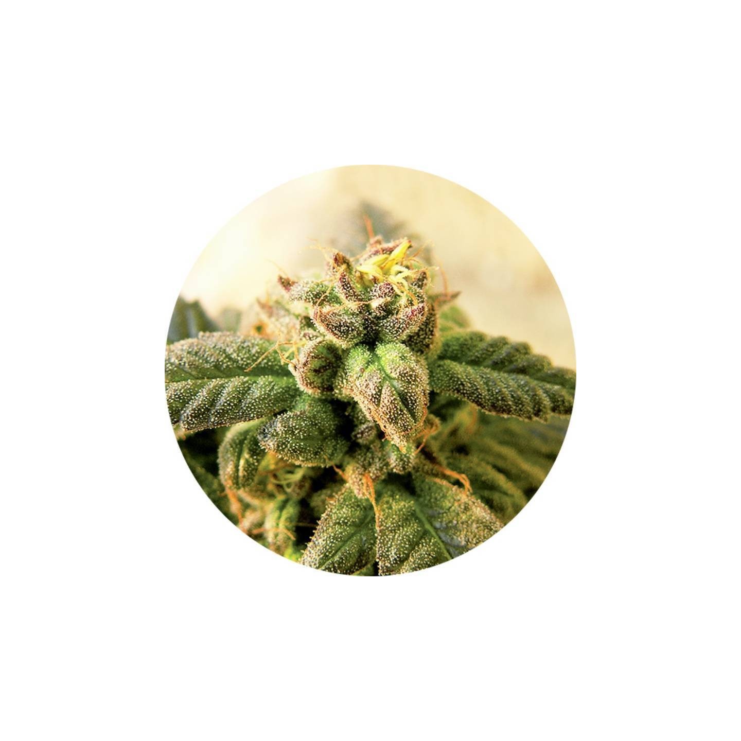 Early Top Tao Regular de Top Tao Seeds