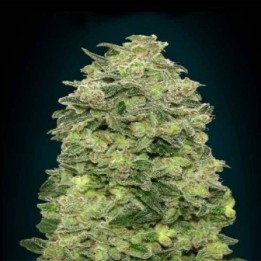 Afghan Skunk Autofloreciente Blister x 1 de Advanced Seeds
