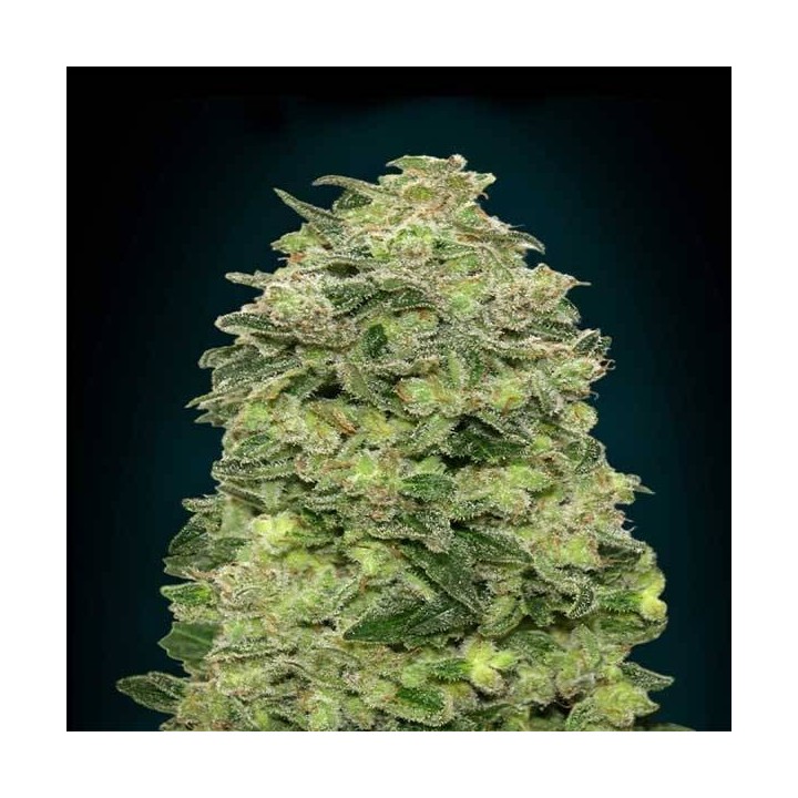 Afghan Skunk Autofloreciente Blister x 1 de Advanced Seeds
