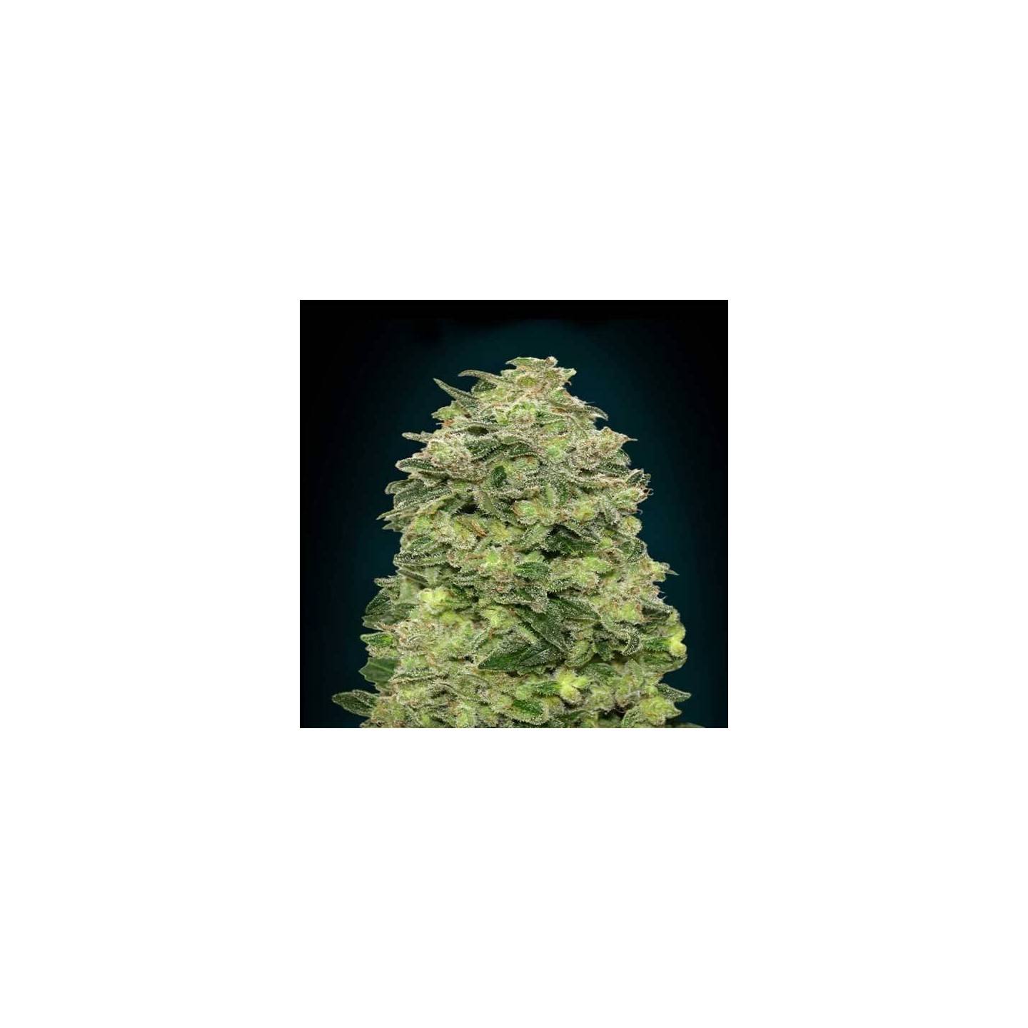 Afghan Skunk Autofloreciente Blister x 1 de Advanced Seeds