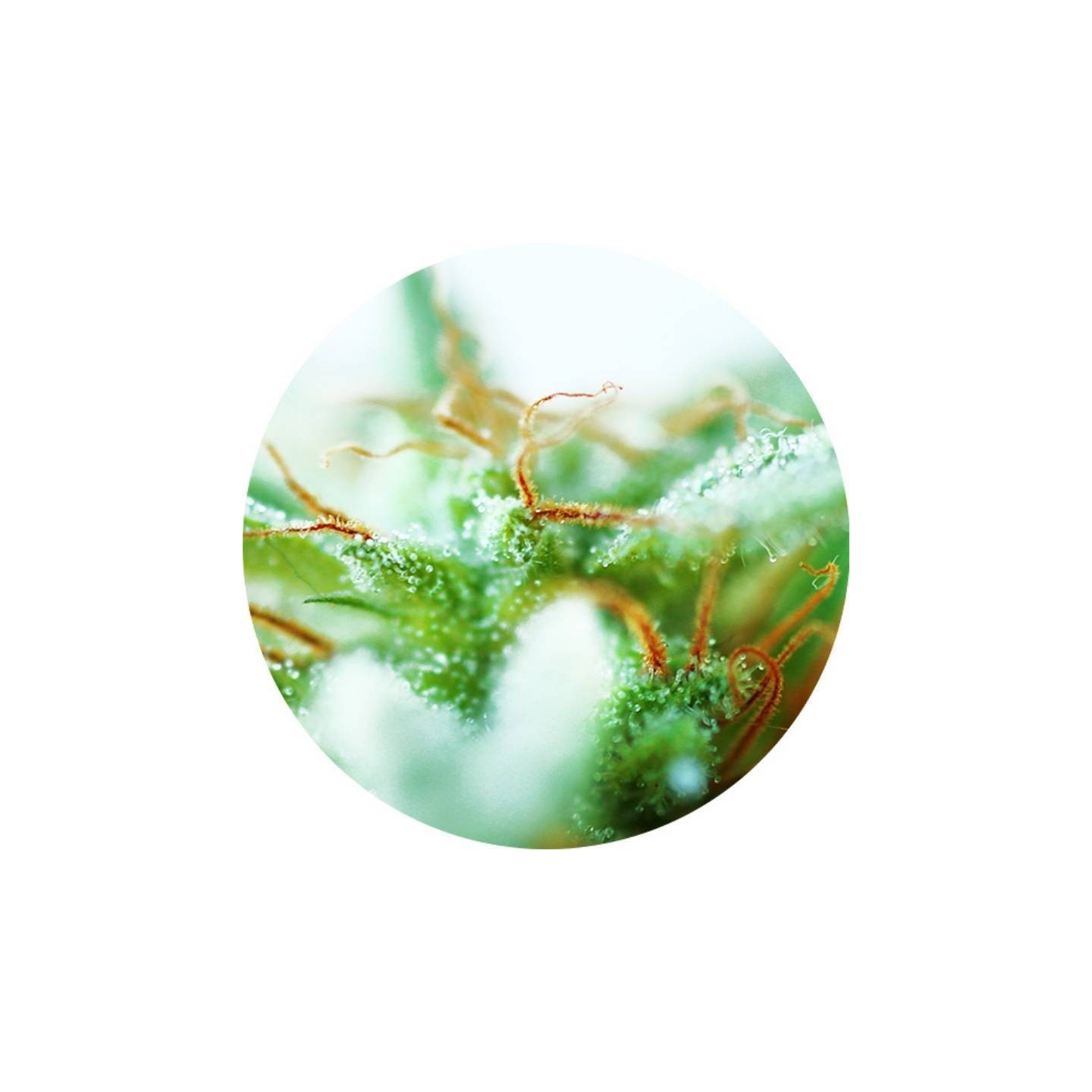 Dr. Tao Sativa Regular de Top Tao Seeds