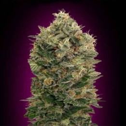 Black Diesel Autofloreciente Blister x 1 de Advanced Seeds