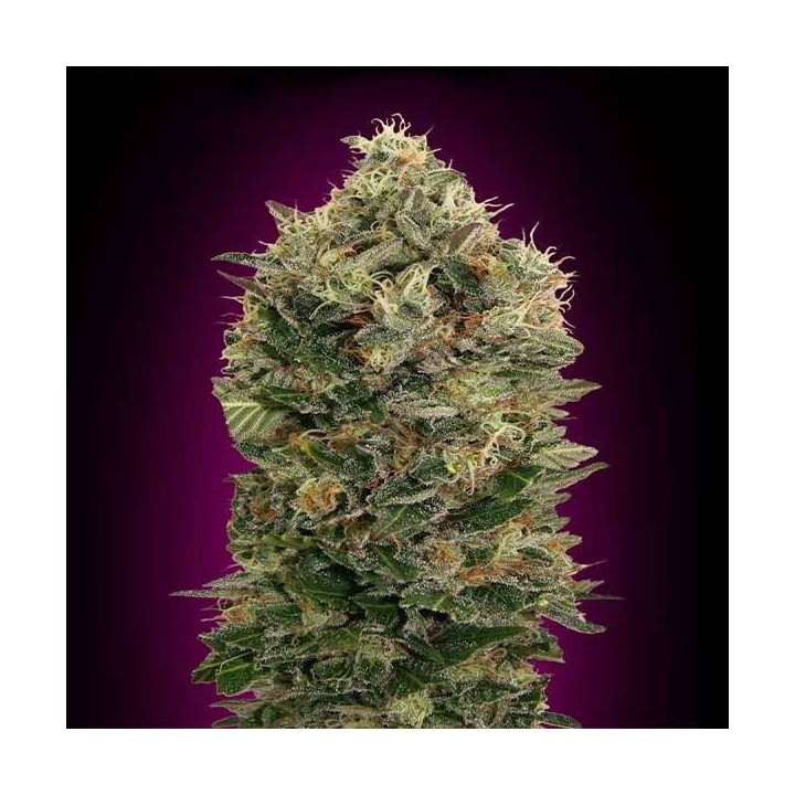 Black Diesel Autofloreciente Blister x 1 de Advanced Seeds