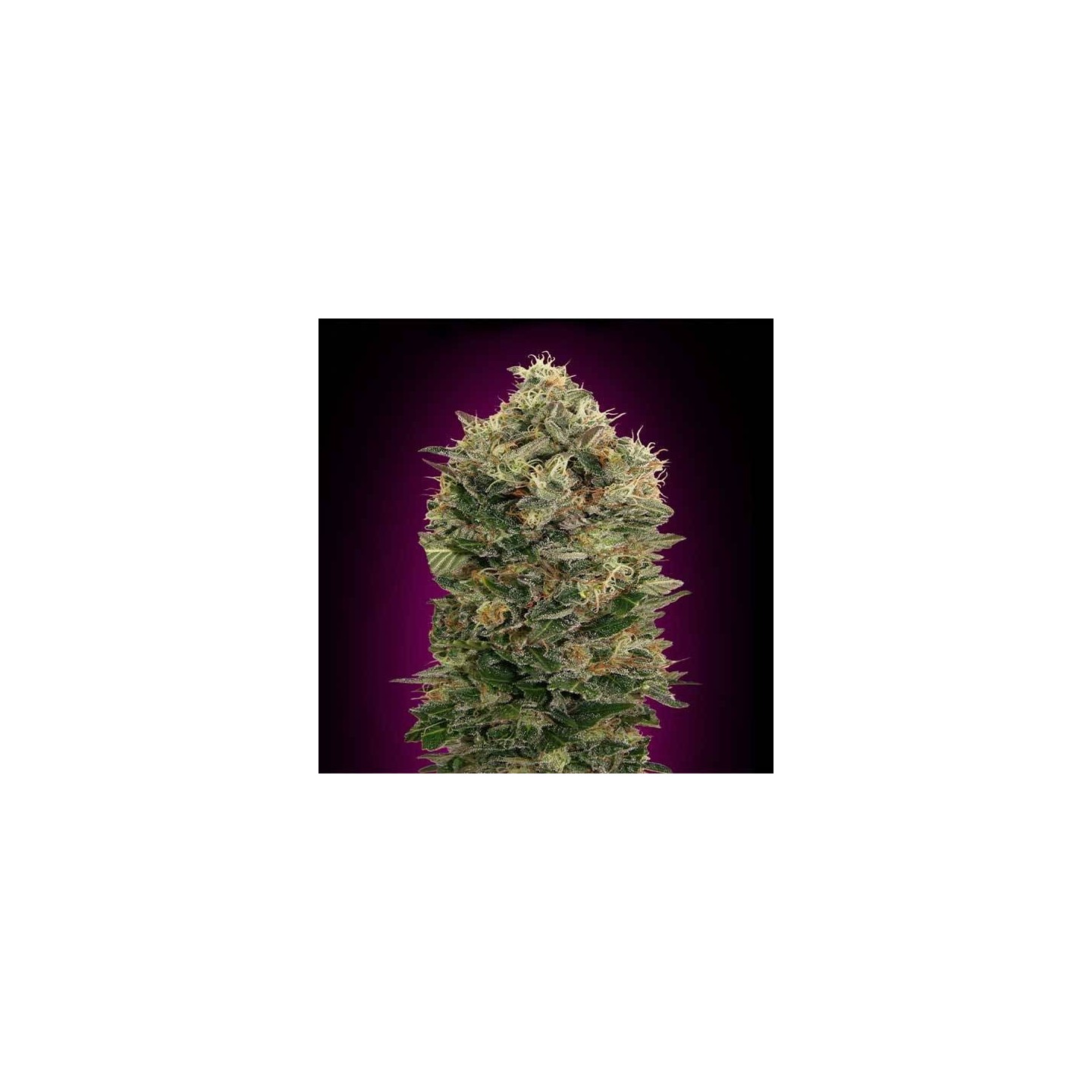 Black Diesel Autofloreciente Blister x 1 de Advanced Seeds