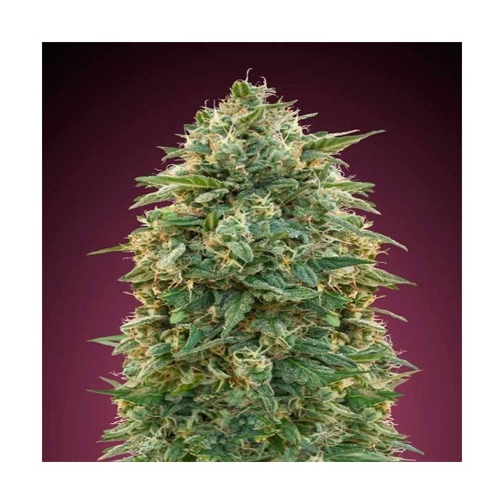 Amnesia Feminizada Blister x 1 de Advanced Seeds