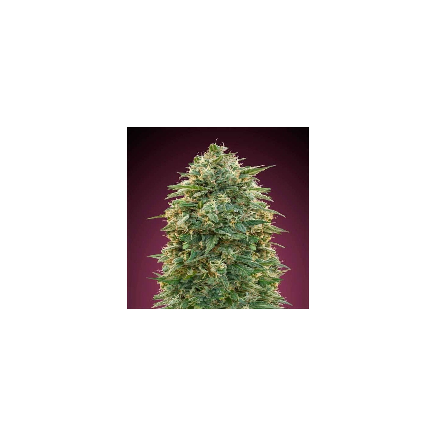 Amnesia Feminizada Blister x 1 de Advanced Seeds