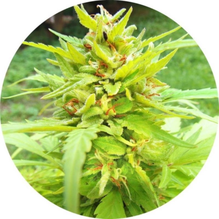Golden Cannary Regular de Top Tao Seeds