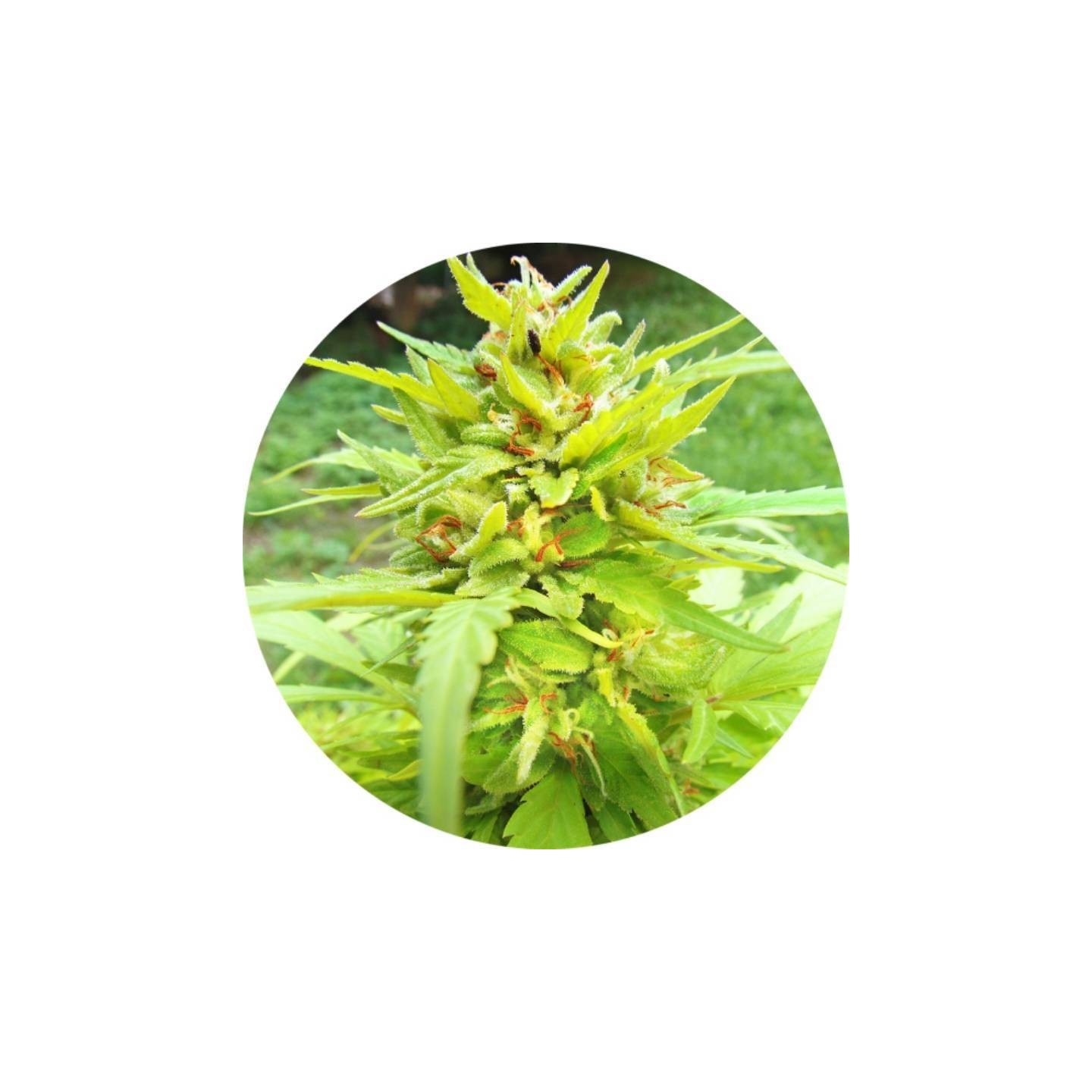 Golden Cannary Regular de Top Tao Seeds