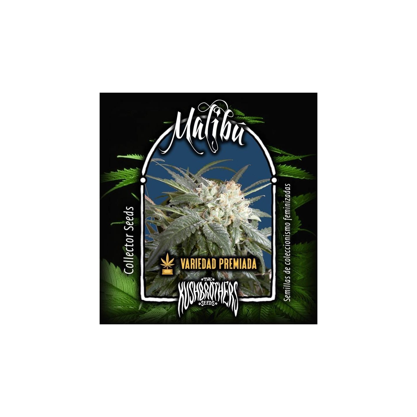 Malibu Feminizada de The Kush Brothers Seeds