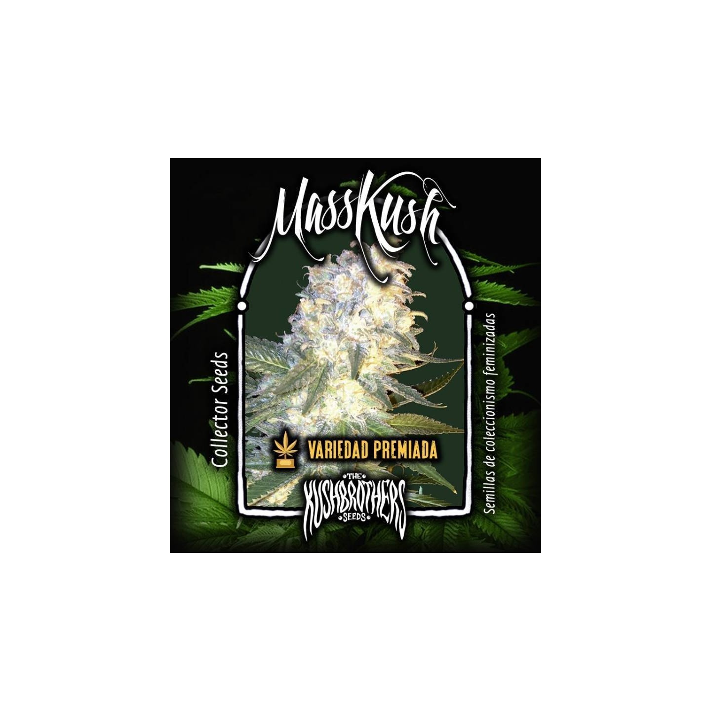 Mass Kush Feminizada de The Kush Brothers Seeds