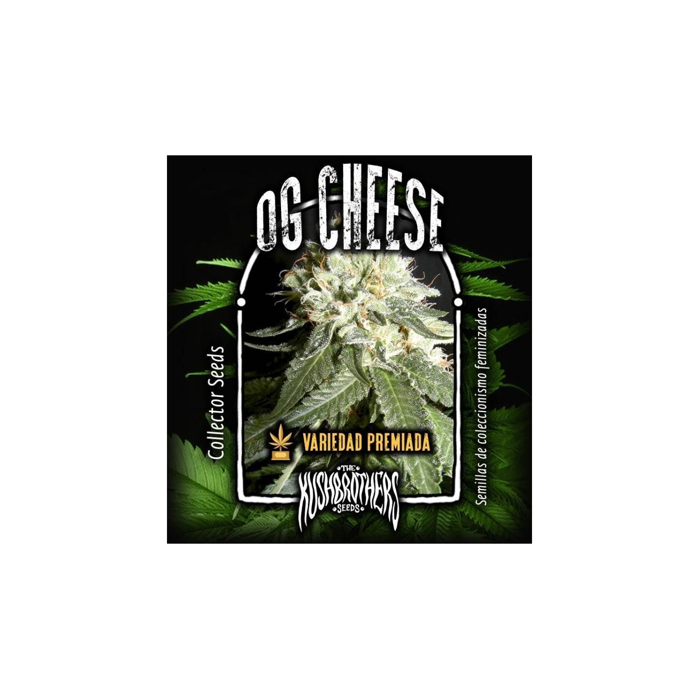 OG Cheese Feminizada de The Kush Brothers Seeds