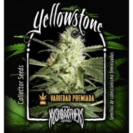 Yellowstone Feminizada de The Kush Brothers Seeds