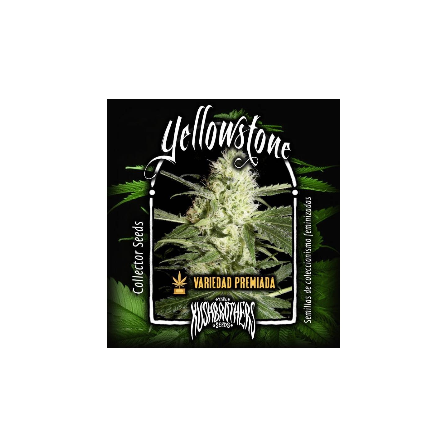 Yellowstone Feminizada de The Kush Brothers Seeds