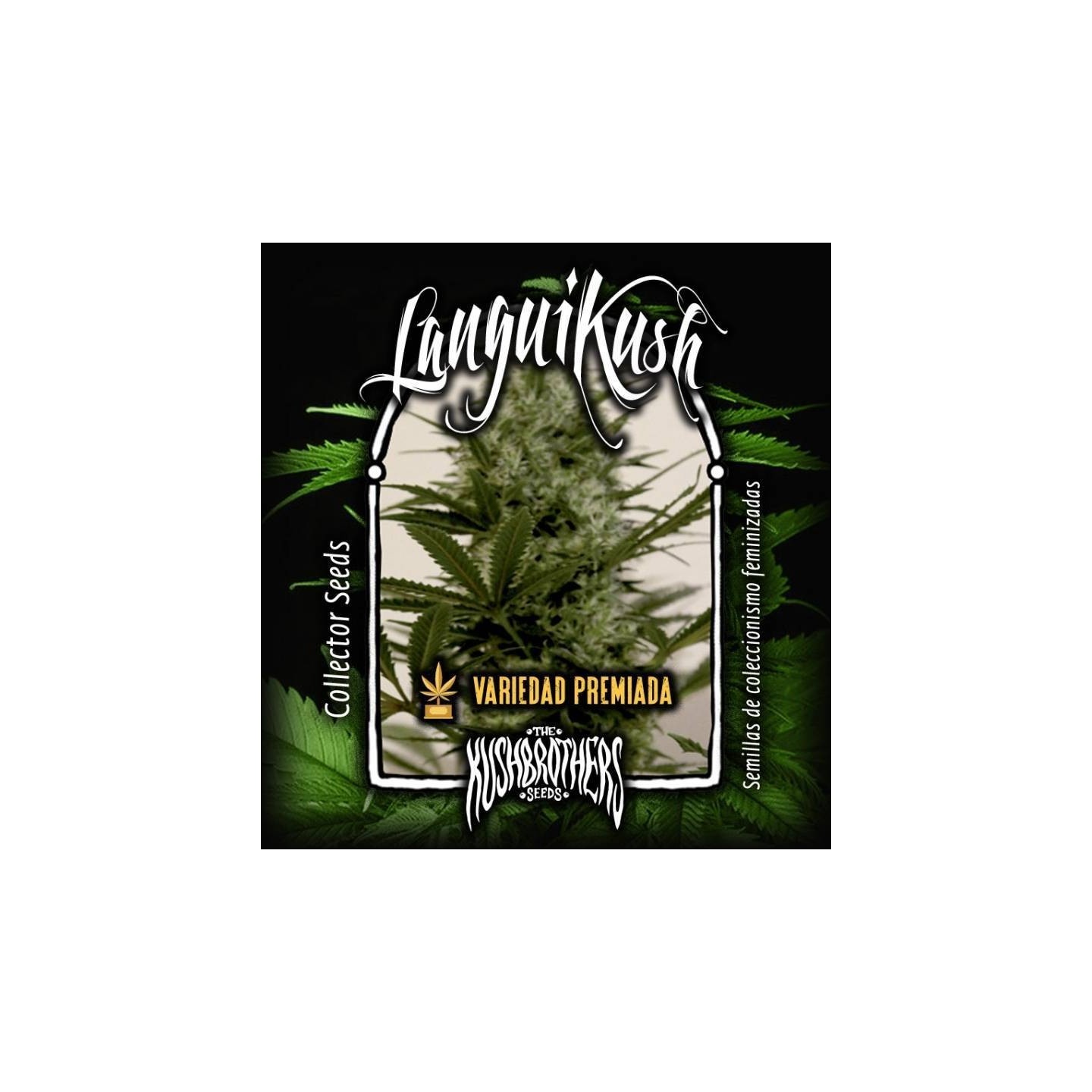 Langui Kush Feminizada de The Kush Brothers Seeds
