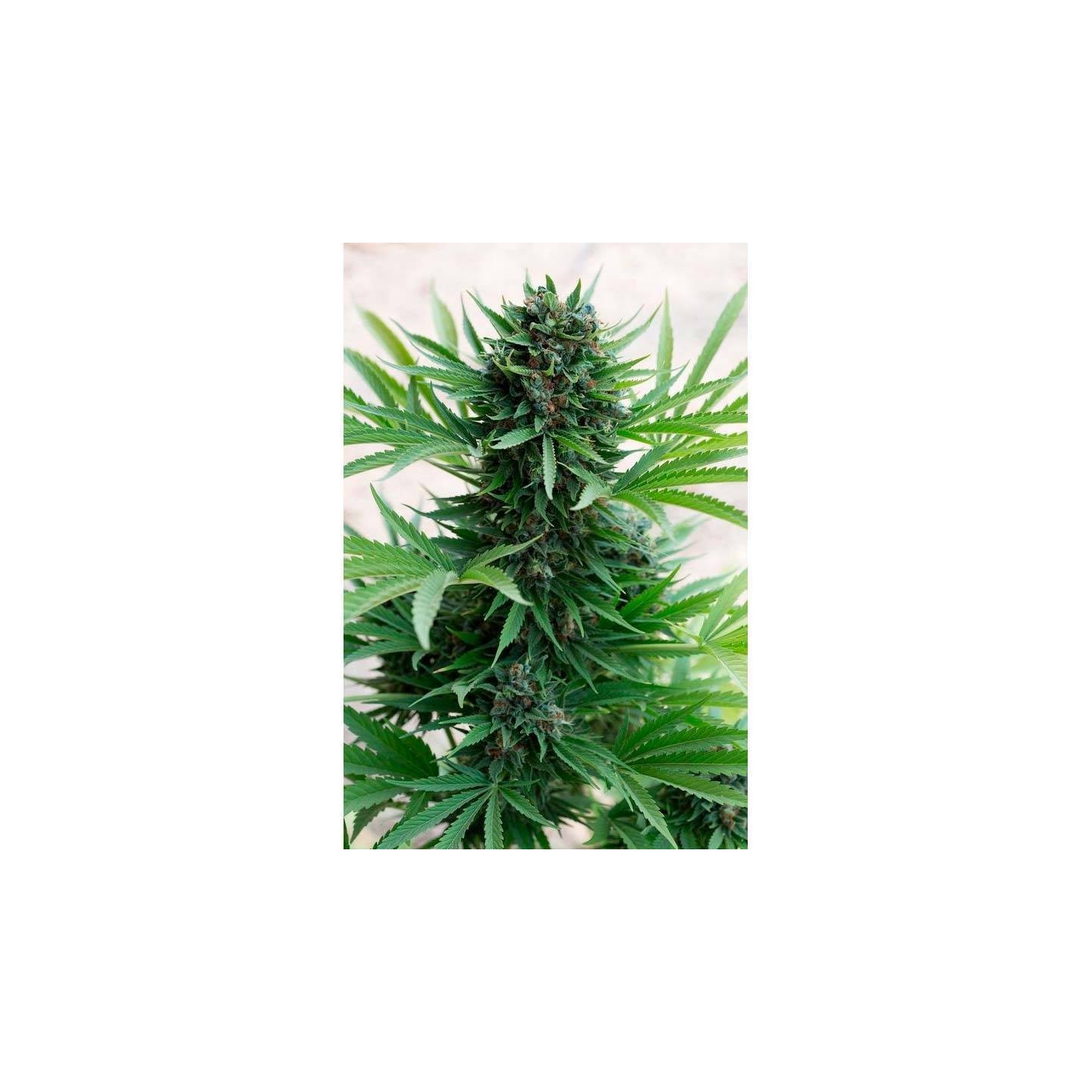 Sour Diesel Autofloreciente Feminizada de Humboldt Seeds