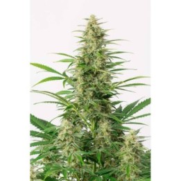 Sour Diesel Autofloreciente Feminizada de Dinafem