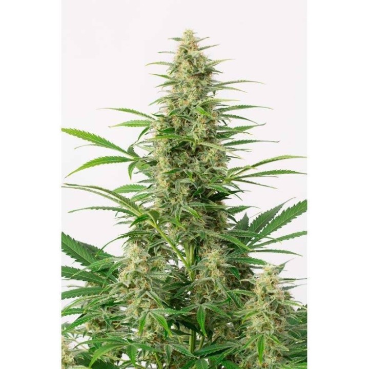 Sour Diesel Autofloreciente Feminizada de Dinafem