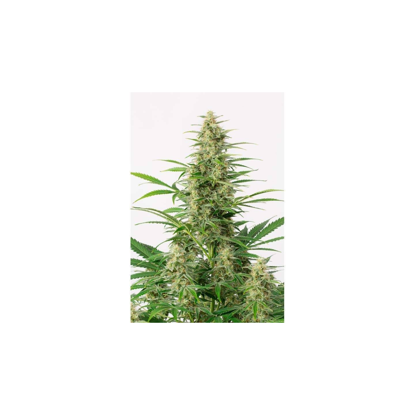 Sour Diesel Autofloreciente Feminizada de Dinafem