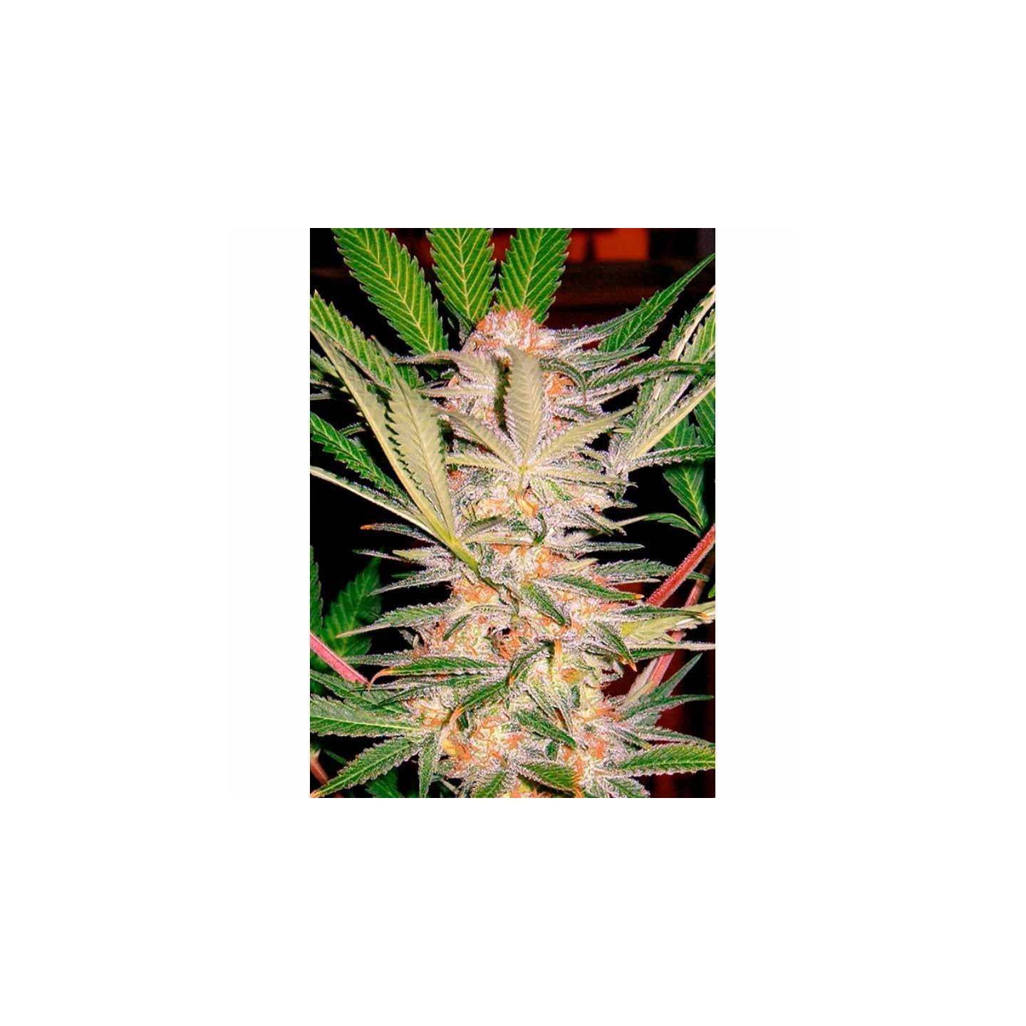 S.A.D Sweet Afgani Delicious S1 Feminizada de Sweet Seeds