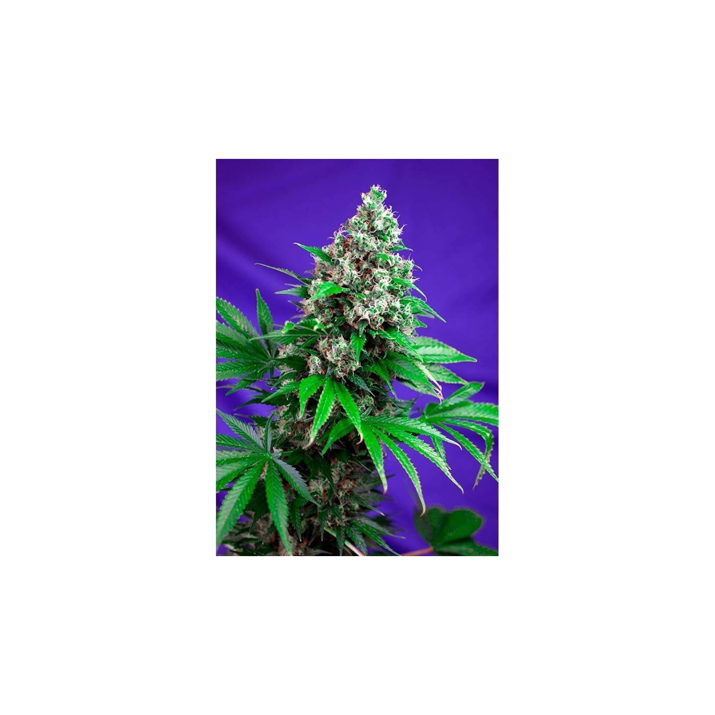 Killer Kush F1 Fast Version Feminizada de Sweet Seeds