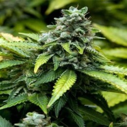 Early Widow Feminizada Blister x 1 de Advanced Seeds