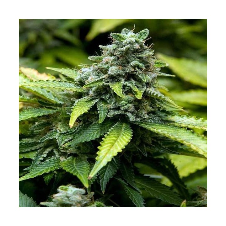 Early Widow Feminizada Blister x 1 de Advanced Seeds