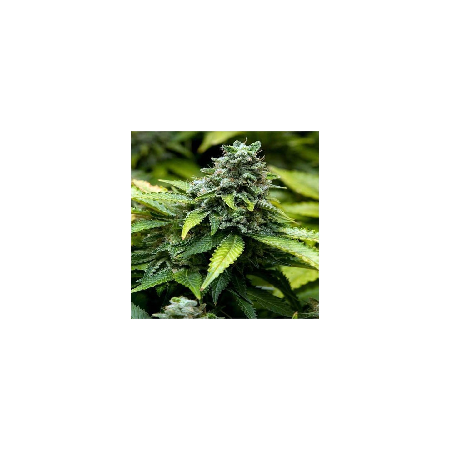 Early Widow Feminizada Blister x 1 de Advanced Seeds