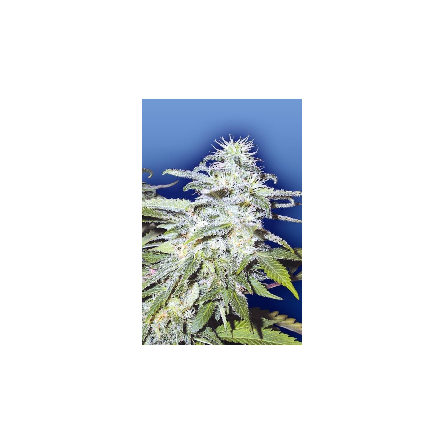 Afghanica Regular de The Flying Dutchmen