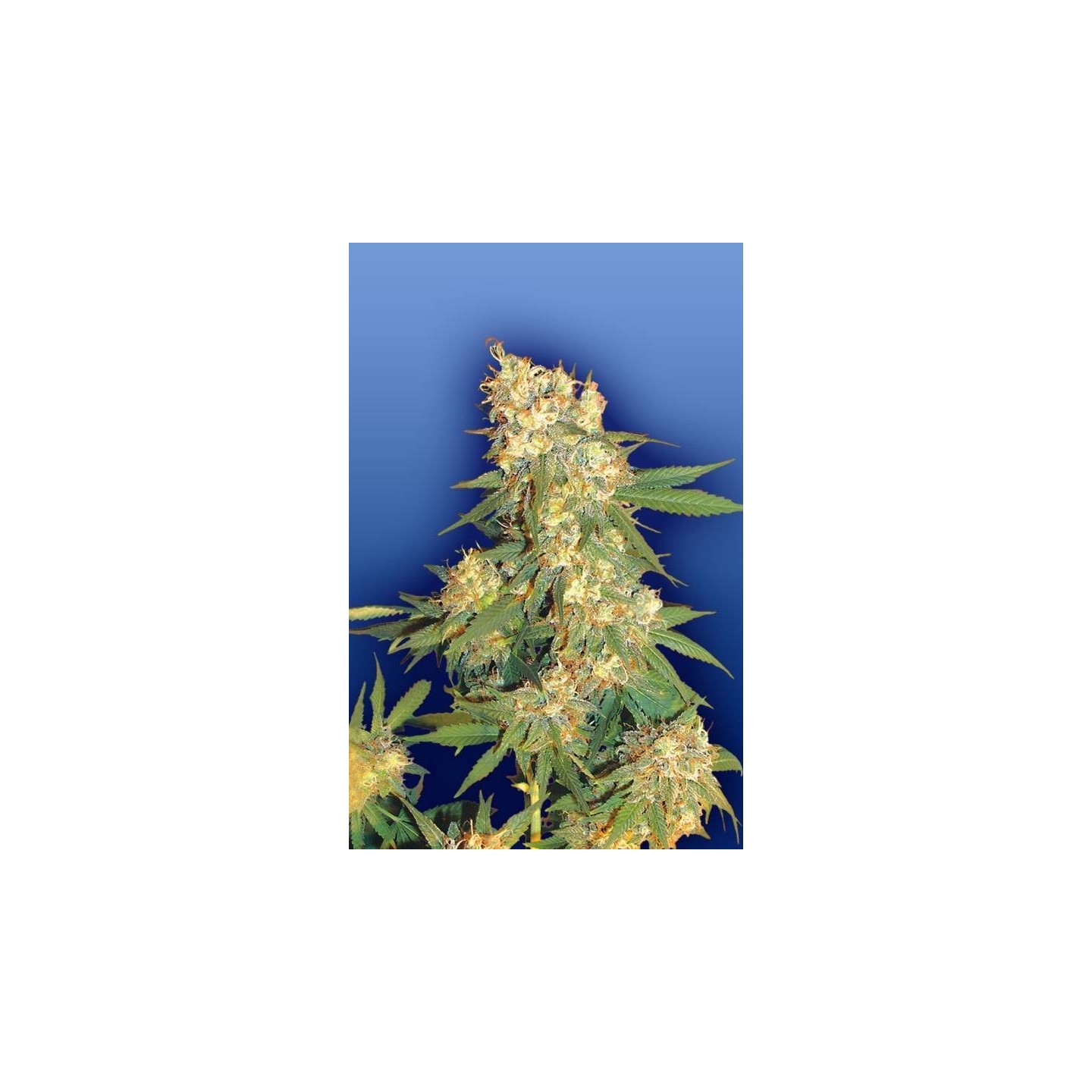 Aurora B Regular de The Flying Dutchmen