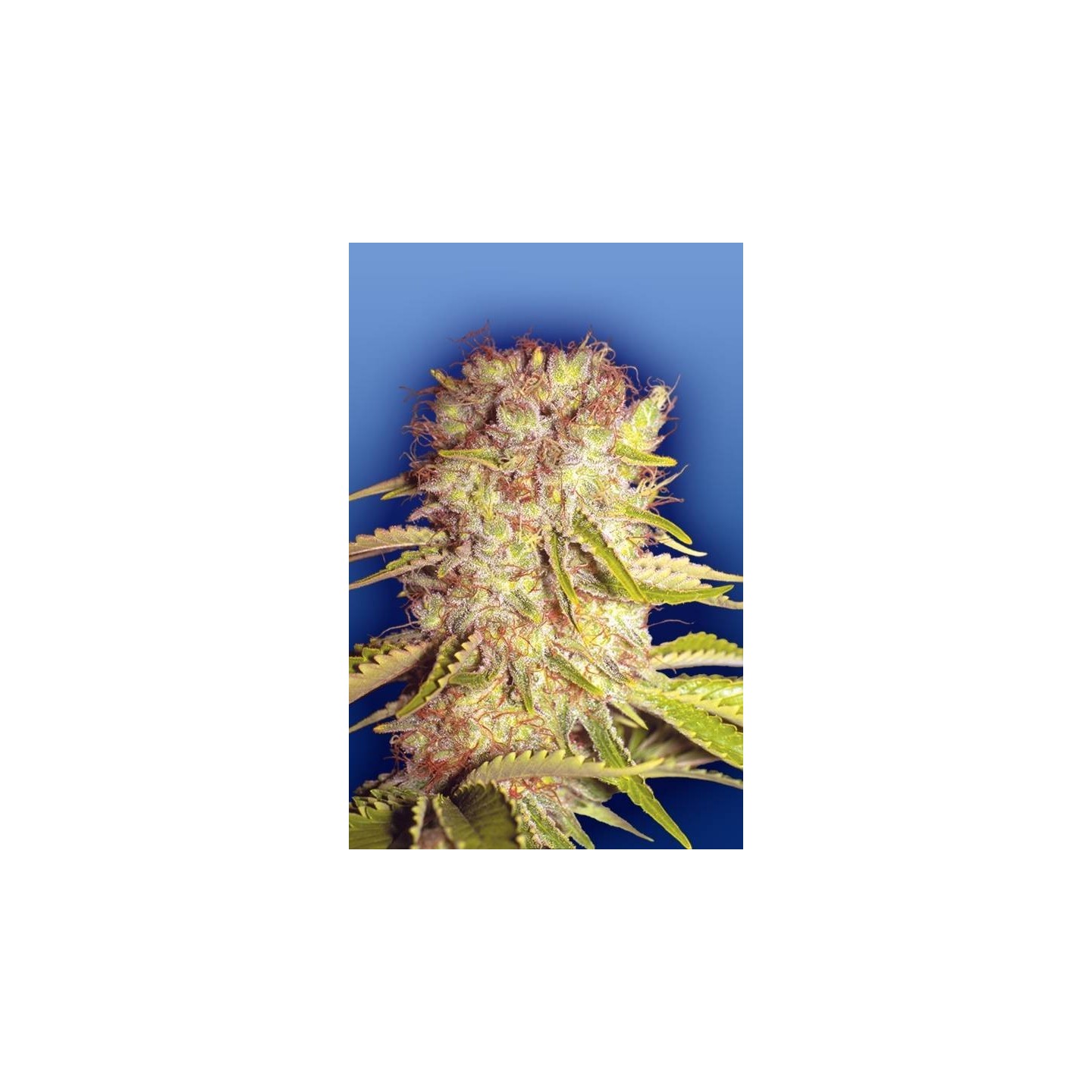 Dutchmens Royal Orange Regular de The Flying Dutchmen