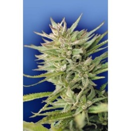 Early Durban Regular de The Flying Dutchmen