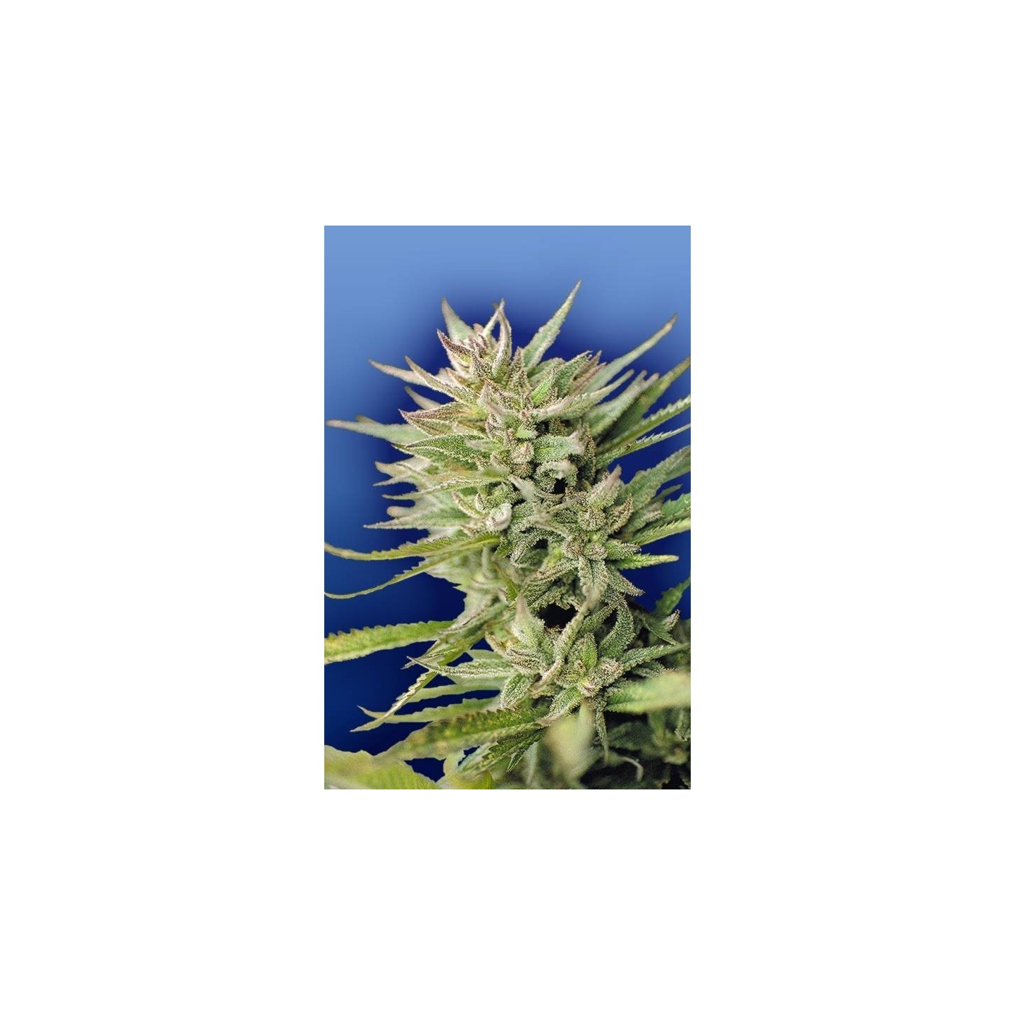 Early Durban Regular de The Flying Dutchmen