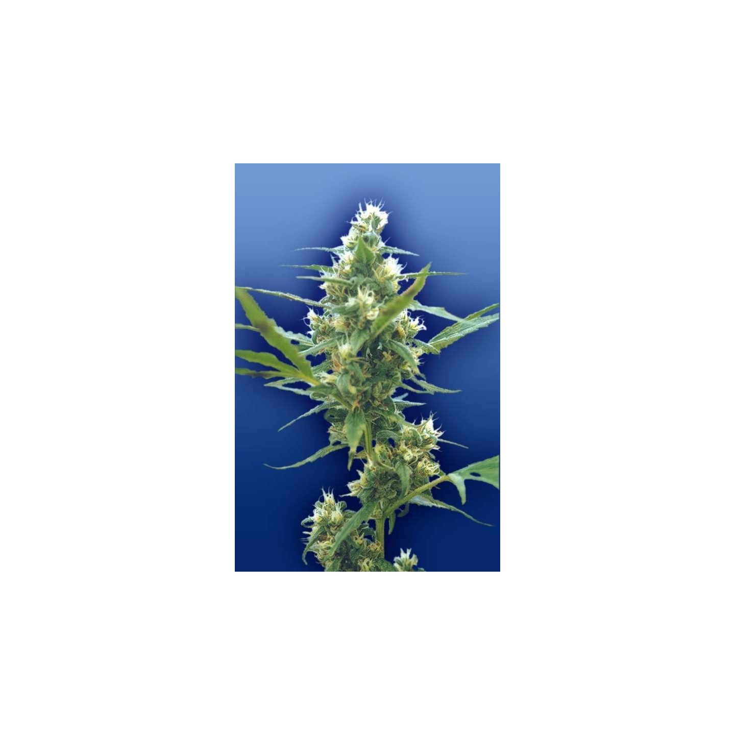 Fuma Con Dios Regular de The Flying Dutchmen