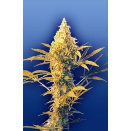 Haze Mist Regular de The Flying Dutchmen