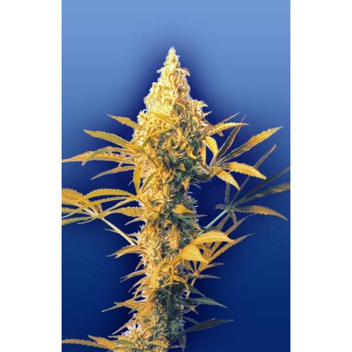 Haze Mist Regular de The Flying Dutchmen