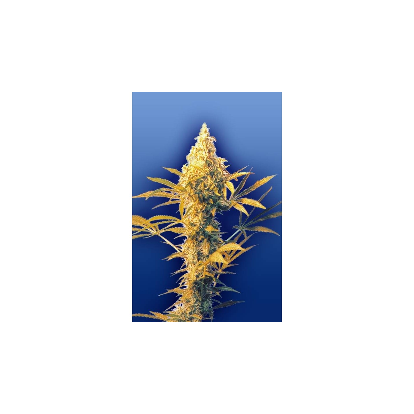 Haze Mist Regular de The Flying Dutchmen