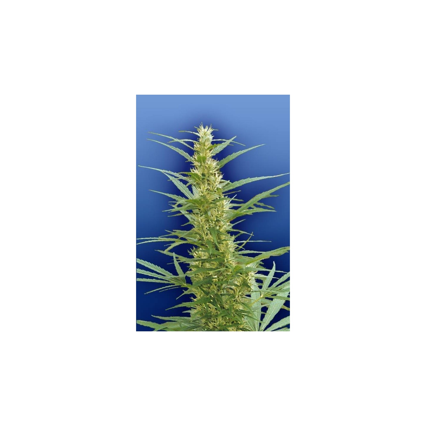 Mixed Sativa Divas Regular de The Flying Dutchmen
