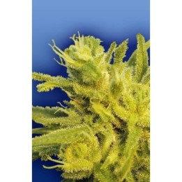 Original Haze Regular de The Flying Dutchmen