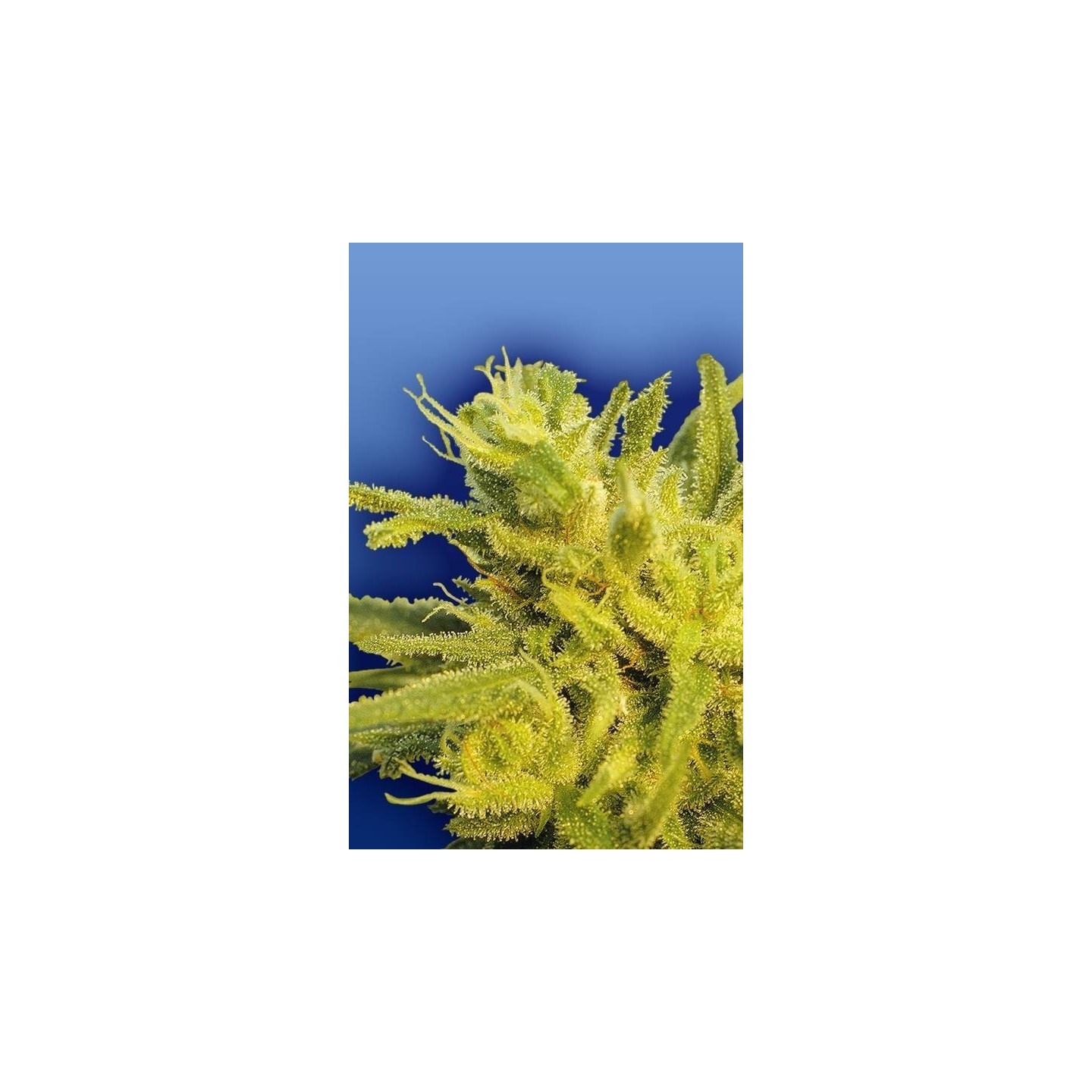 Original Haze Regular de The Flying Dutchmen