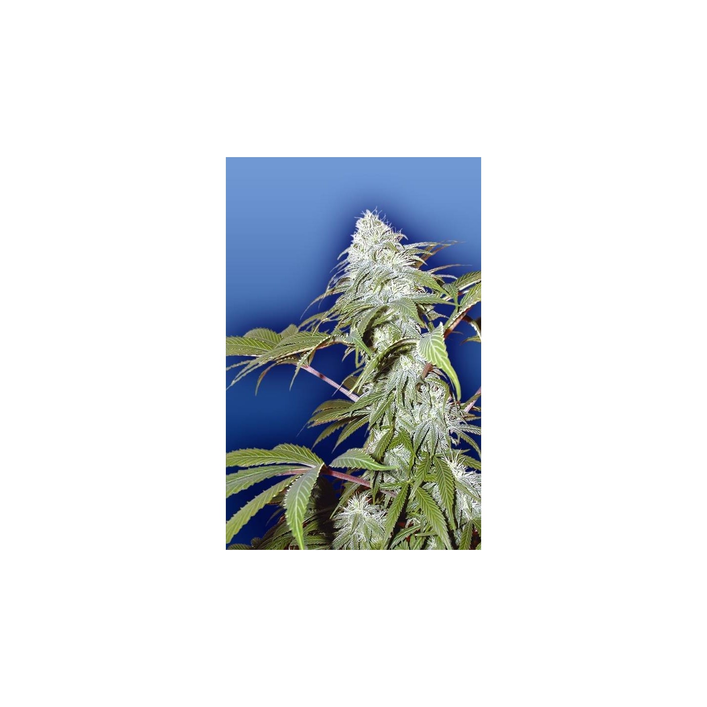 Pineapple Punch Regular de The Flying Dutchmen