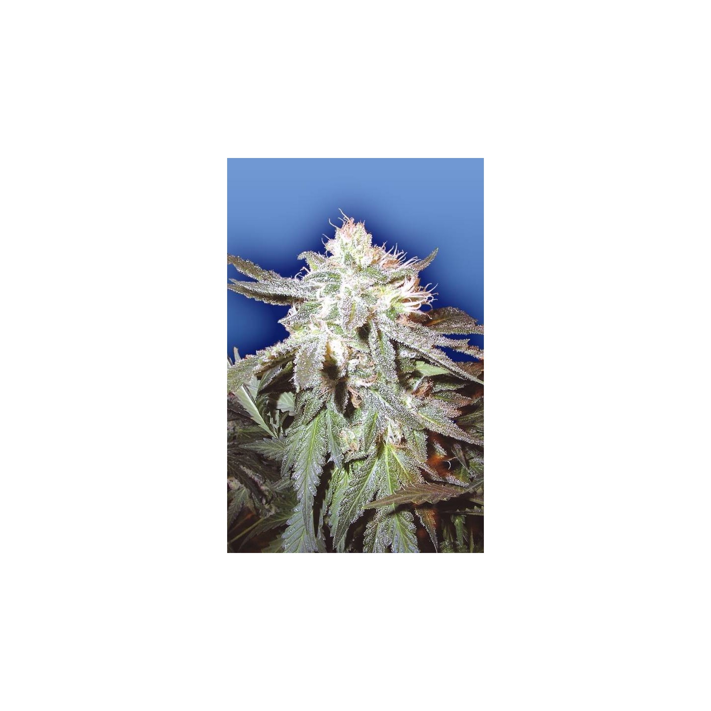 Pot Of Gold Regular de The Flying Dutchmen