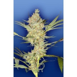 Real Mccoy Regular de The Flying Dutchmen