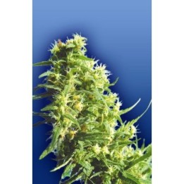 Thai Tanic Regular de The Flying Dutchmen