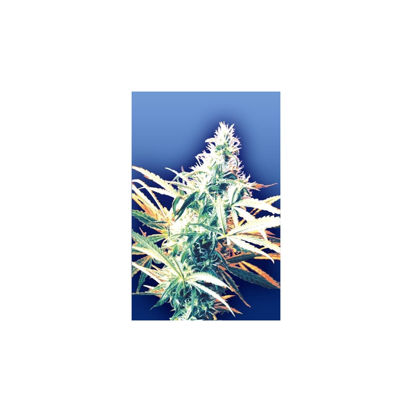 Titans Haze Regular de The Flying Dutchmen